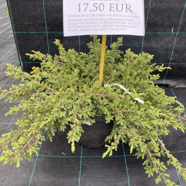 Juniperus communis Repanda