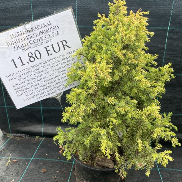 harilik kadakas Juniperus communis 'Gold Cone' C1,5-2