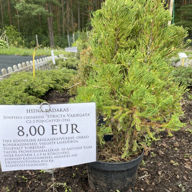 Juniperus chinensis 'Stricta Variegata'